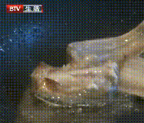 ?甲醛浸泡過的帶魚，一碰熱油就扭曲、炸裂開花，千萬別買別吃！