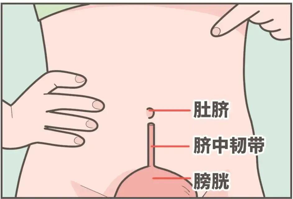 肚臍下面疼是怎么回事，肚臍下面疼是怎么回事男性